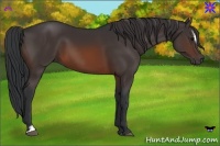 Horse Color:Brown Sabino