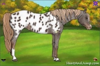 Horse Color:Liver Chestnut Sabino Appaloosa 