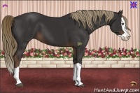 Horse Color:Liver Chestnut Splash