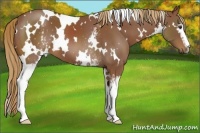 Horse Color:White Spotted Chestnut 