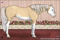 Horse Color:Silver Classic Champagne Dun Splash