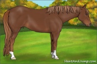 Horse Color:Chestnut 