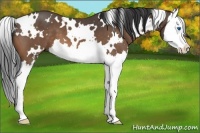 Horse Color:White Spotted Buckskin Splash 