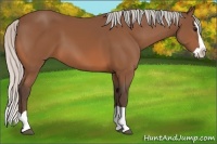Horse Color:Silver Bay Splash 