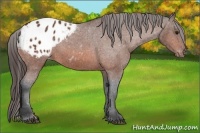 Horse Color:Bay Appaloosa