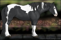 Horse Color:Black Splash Tobiano