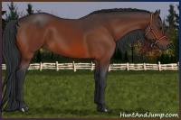 Horse Color:Bay Rabicano 