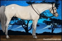 Horse Color:Bay Dun Appaloosa Brindle 