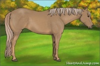 Horse Color:Palomino