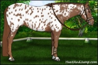Horse Color:Chestnut Appaloosa 