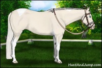 Horse Color:Cremello Tobiano 