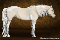 Horse Color:Cremello Tobiano