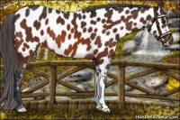 Horse Color:Brown Near Leopard 