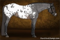 Horse Color:White Spotted Buckskin Roan Blanket 