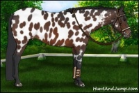Horse Color:Bay Near Leopard 