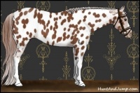 Horse Color:Chestnut Appaloosa 
