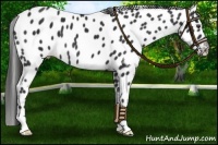 Horse Color:Liver Chestnut Appaloosa 