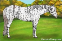 Horse Color:Blue Roan Appaloosa  and Bay Roan Appaloosa 
