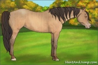 Horse Color:Sable Champagne  and Sable Champagne 