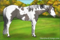 Horse Color:Grullo Splash Tobiano  and Grullo Splash Tobiano Frame 
