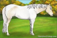 Horse Color:Silver Perlino Sabino Tobiano 