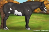 Horse Color:Liver Chestnut Frame 