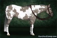 Horse Color:White Spotted Smoky Grullo 