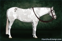 Horse Color:White Spotted Smoky Grullo Appaloosa 