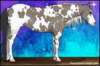 Horse Color:White Spotted Smoky Grullo Sabino