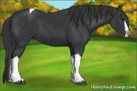 Horse Color:Black Splash Tobiano 