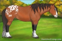 Horse Color:Bay Splash Varnish 