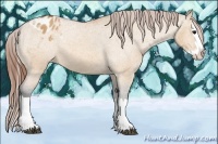Horse Color:Bay Dun Splash Varnish 