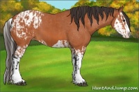 Horse Color:Bay Splash Appaloosa  and Bay Splash Appaloosa 