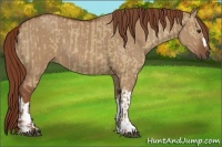 Horse Color:Red Dun  and Red Dun 
