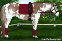 Horse Color:White Spotted Liver Chestnut Splash 