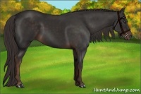 Horse Color:Liver Chestnut Sabino