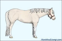 Horse Color:Cremello Tobiano 