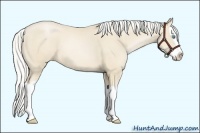 Horse Color:Silver Smoky Black Pearl Splash 