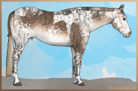 Horse Color:Bay Dun Sabino Tobiano  and White Spotted Liver Red Dun Tobiano Rabicano 