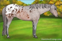 Horse Color:Bay Appaloosa