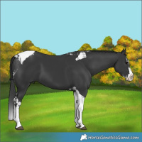 Horse Color:Black Splash Tobiano  and Black Splash Tobiano 