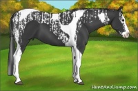 Horse Color:Black Splash Tobiano and Black Splash Tobiano
