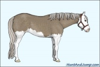 Horse Color:Silver Smoky Grullo Splash 