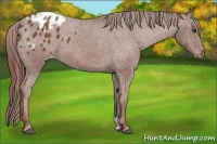 Horse Color:Chestnut Appaloosa 