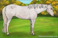 Horse Color:Chestnut Appaloosa