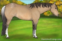 Horse Color:White Spotted Buckskin  and White Spotted Buckskin 