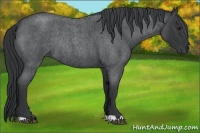Horse Color:Blue Chinchilla Roan Rabicano 