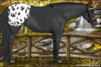 Horse Color:Black Appaloosa Rabicano 
