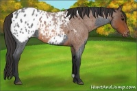 Horse Color:Blue Roan Appaloosa  and Bay Roan Appaloosa 