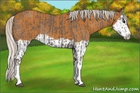 Horse Color:Silver Black Splash  and Silver Bay Splash 